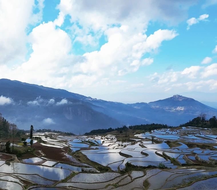 數(shù)字賦能千年梯田 智慧守護(hù)紅米飄香——元陽縣糧食購(gòu)銷有限公司書寫紅米產(chǎn)業(yè)新篇章